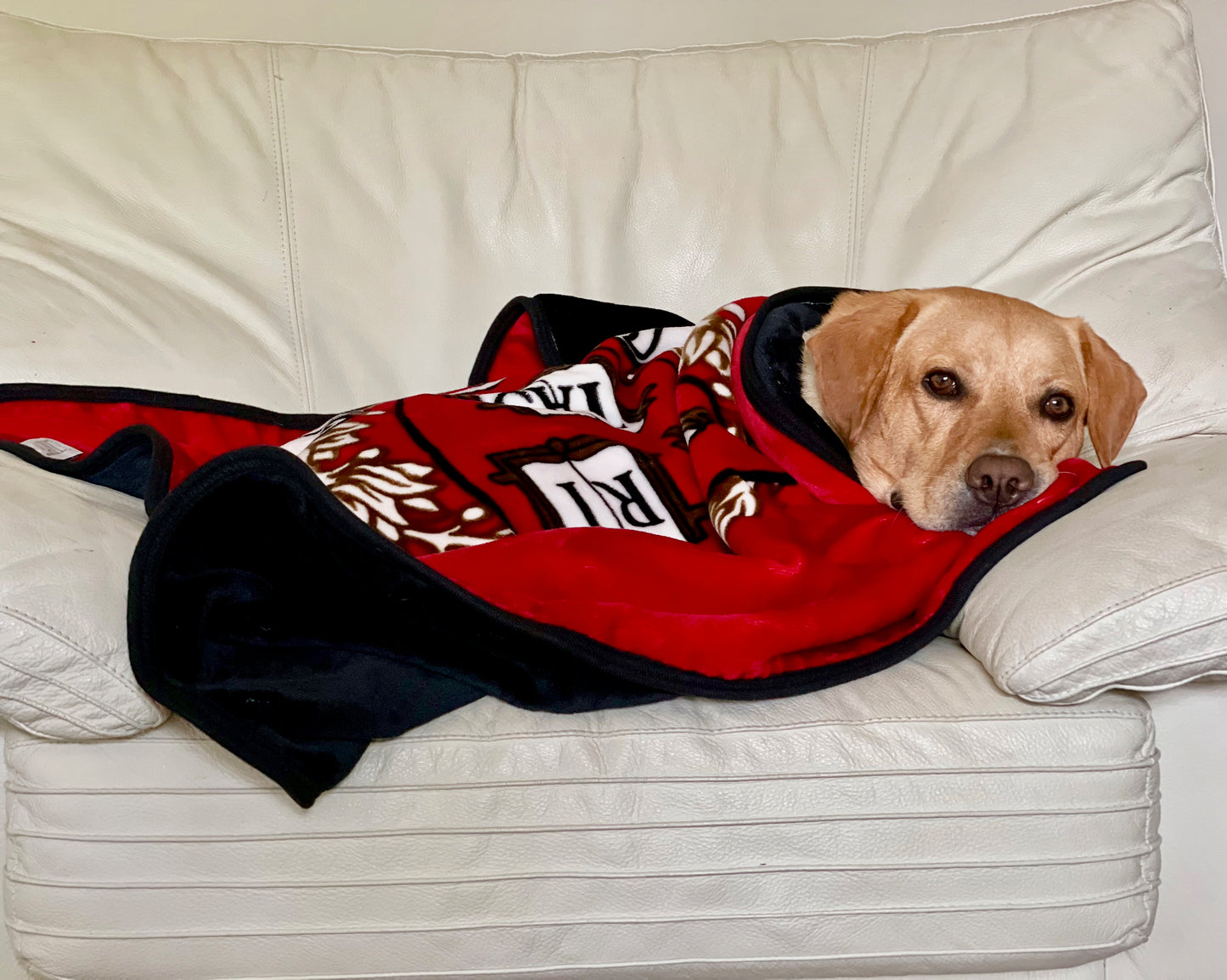 Harvard University - Mini-Blanket